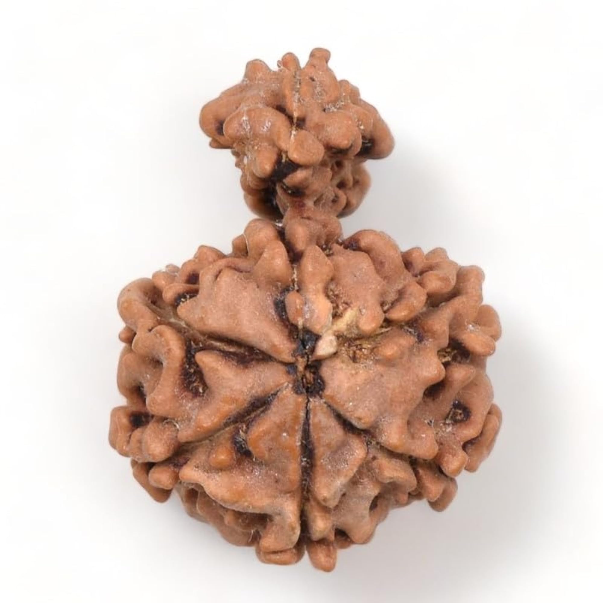Sawar Rudraksha Pendant, Original Holy Bead