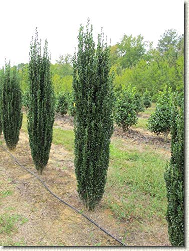 2.5 Qt - Sky Pencil Holly - Evergreen Shrub With An Upright And Slender Growth Habit #TOP4