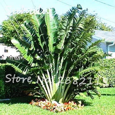 Amazon 14 ヤシの木の種種子 バッグプラムミックス色花の種 装飾品植物発芽率95 Diy家庭菜園植物 花