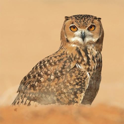 Eulen 2017: Broschürenkalender mit Ferienterminen