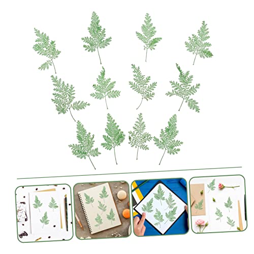 SEWACC 240 Pçs Flores Secas Em Relevo Flores Secas Naturais Manual Verde