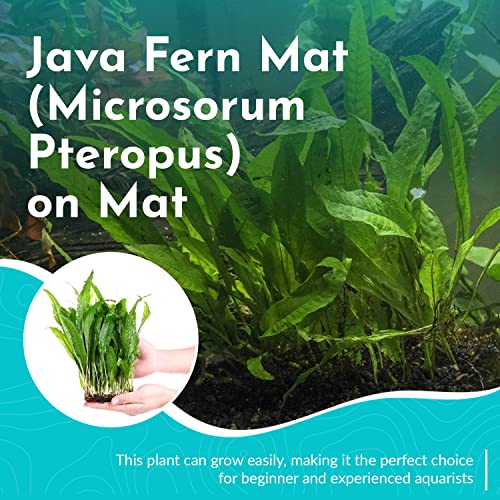 CANTON AQUATICS Live Java Fern Microsorum Pteropus on Mat Plant - Great for Modern Aquariums Provides Shelter to Baby Fish Fast Growth, Long Lasting & Easy Care Aquatic Plants Half Mat, Green