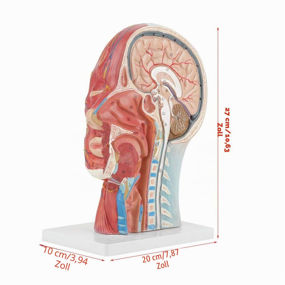 Anatomisches Kopfmodell Medizinische Lebensgröße Anatomischer Halbkopf und Gesicht Mittelteil des Gehirnhalses Studentenmodell für Schule, Krankenhaus, Physiotherapie