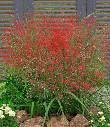 BALDUR Garten 3x Rotes Liebesgras Purpur Liebesgras, Pflanzen im 9x9 cm-Topf, Eragrostis spectabilis, Garten-Ziergräser, winterharte Stauden, mehrjährig, Wasserbedarf gering, blühend