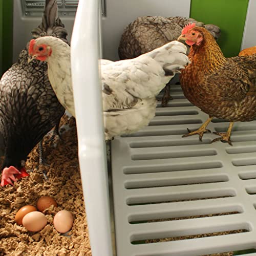 Omlet Eglu Cube Large Chicken Coop | Easy to Clean Plastic Chicken Tractor | The Most Secure Hen House for Complete Peace of Mind | Weatherproof Cool in Summer and Warm in Winter | Purple - Thumbnail 3
