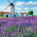 20,000+ Lavender Seeds for Planting Bulk - English Lavender Seeds Indoor & Outdoor, Non-GMO Heirloom Seeds for Large Gardens, Borders, Patios, Pots, Fragrant Flowers, Dried Bouquets & Crafts