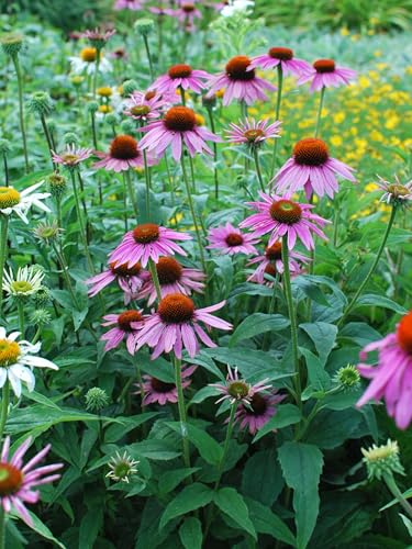Perennial Farm Echinacea (Coneflower) – Live Perennial Vibrant Daisy-Like Blooms, Pollinator Friendly, Drought Tolerant, Long Blooming, Great for Borders & Sunny Gardens (Magnus, 1 Quart)