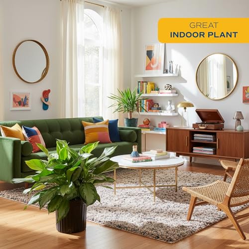 Image of Costa Farms Chinese Evergreen, Aglaonema Easy to Grow Extra Large Live Indoor Plant in Planter Pot, Houseplant in Potting Soil Mix, Housewarming, Unique Home Decor or Room Decor, 3-4 Feet Tall