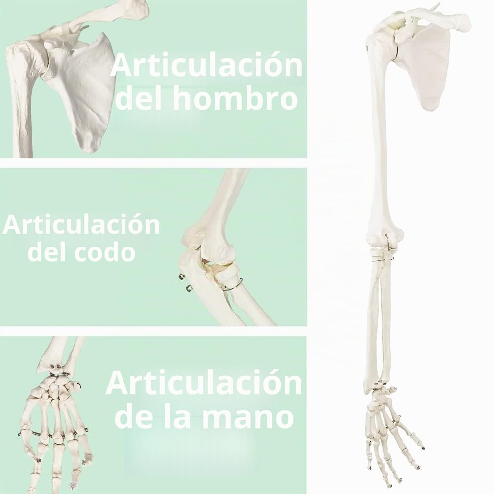 Modelo de esqueleto de brazo humano científico, brazo anatómico de tamaño natural, incluye todos los huesos del brazo más clavícula, escápula y hueso articulado de la mano