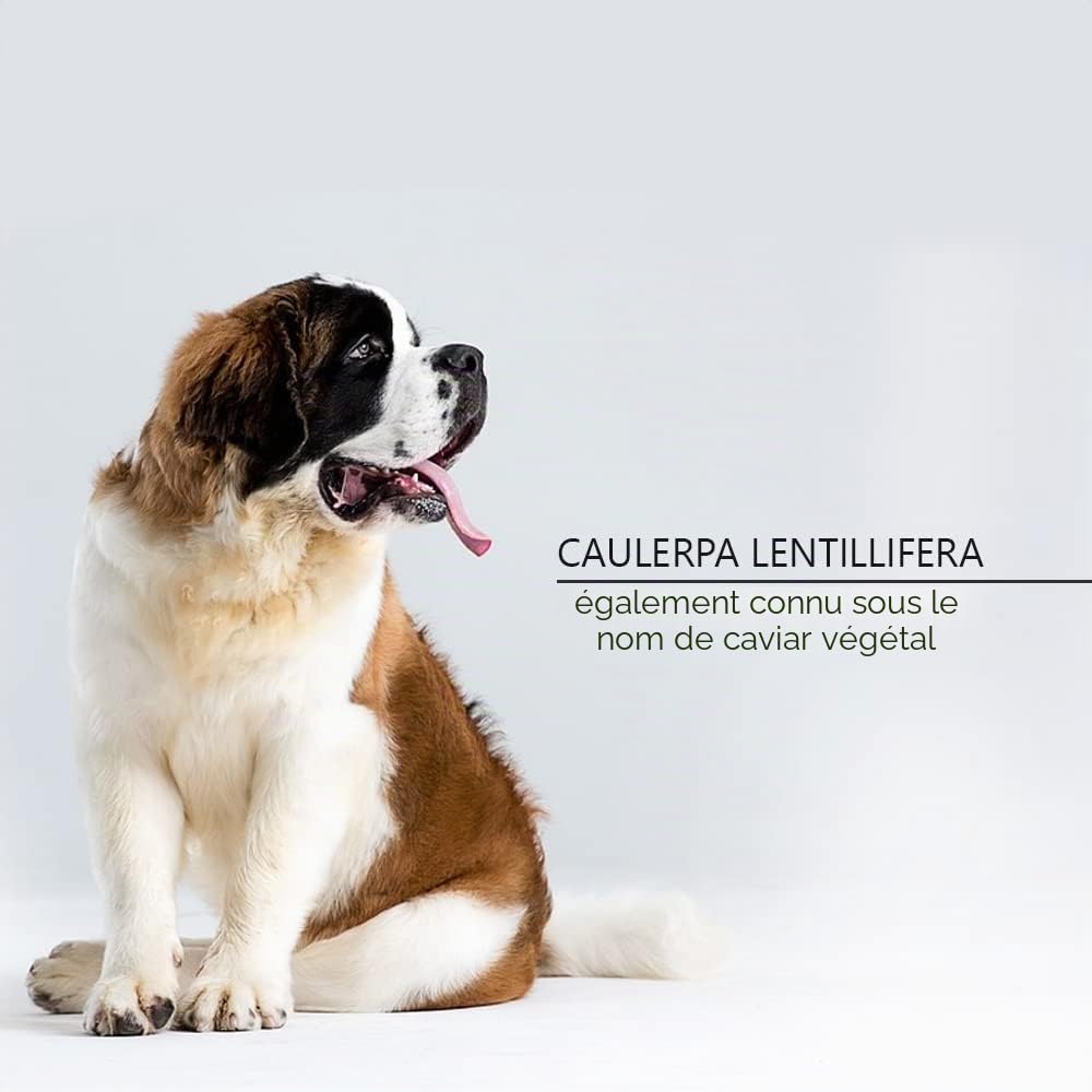 Caviar Mix Nutritive Lotion - Spray pour chiens et chats - 100 ml - Aide à maintenir une bonne humidité - Article d'hygiène pour chiens - Fabriqué avec des extraits naturels
