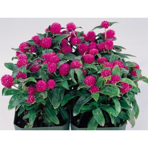Creative Farmer Flower Seeds : Bachelor Button Purpule Seeds Flower Germination Of Seeds (3 Packets) Garden Plant Seeds (B077J5X3GW) Amazon Price History, Amazon Price Tracker