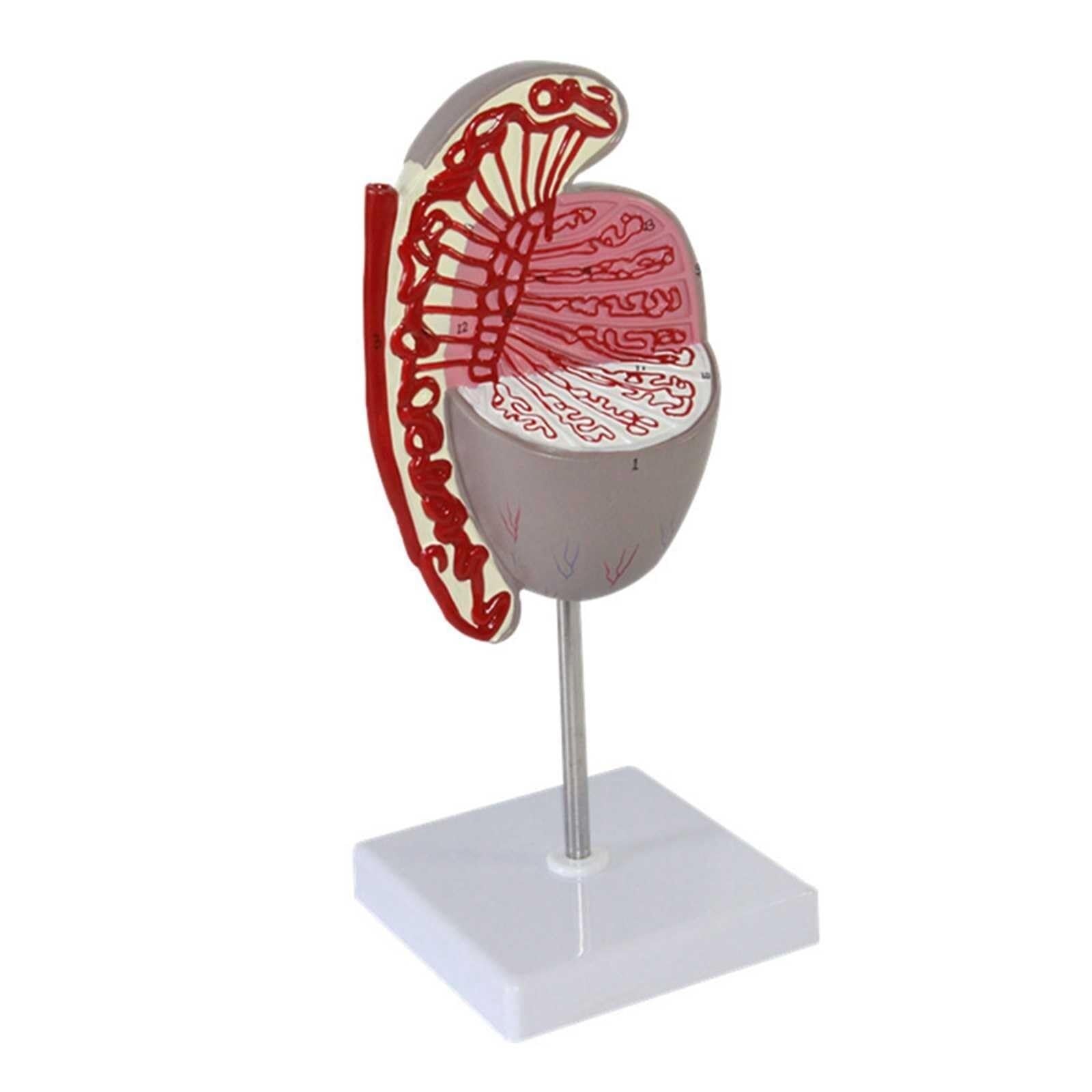 Herramienta De Enseñanza Modelo Anatómico De Testículos Humanos Órganos Reproductores Masculinos Internos Y Externos Anatomía Médica