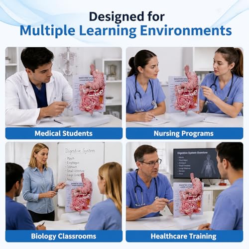 Image of Human Digestive System Model with Removable Stomach, GI-Tract and Colon, Includes Product Manual