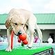 KONG – Wubba Wet – Schwimmendes Wasserspielzeug zum Apportieren (Farbvar.) – Für Große Hunde