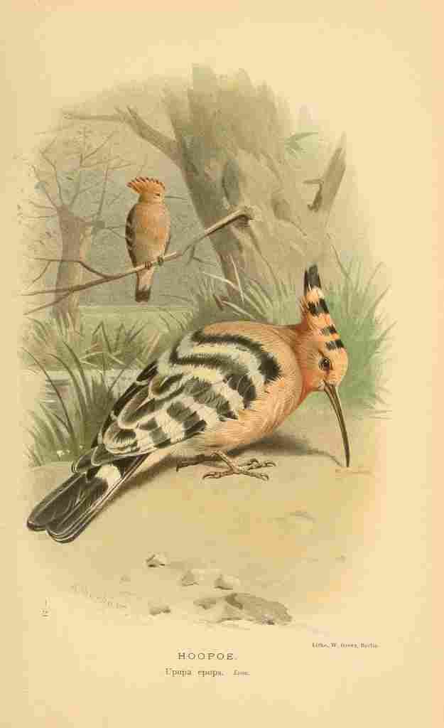 A4 Photo Thorburn Archibald 1885 Hoopoe Print Poster