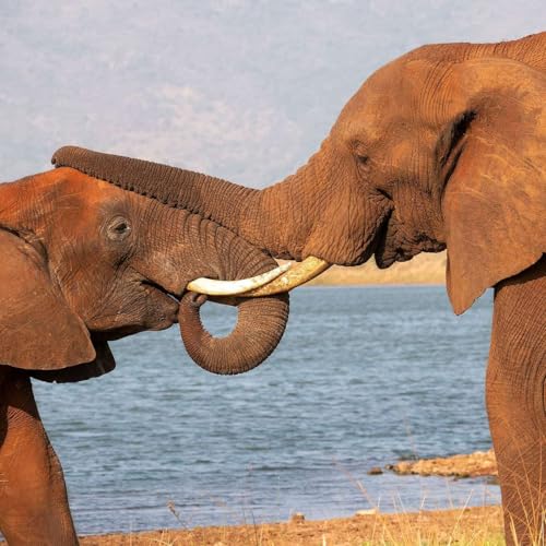 Dance of the Spiritual Warrior: Balancing Love and Power with Jamie Bristow