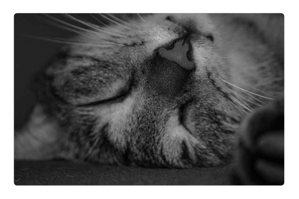 LESGAULEST Doormat Floor Rug/Mat (23.6 x 15.7 inch) - Cat Dream Domestic Cat Rest Mustache Animal