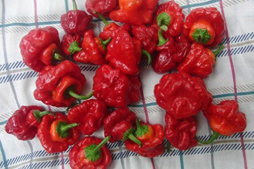 Jamaican Red Scotch Bonnet Hot Pepper Plant - 2.5 Pot Jamaican Red Scotch Bonnet Hot Pepper Plant - 2.5" Pot