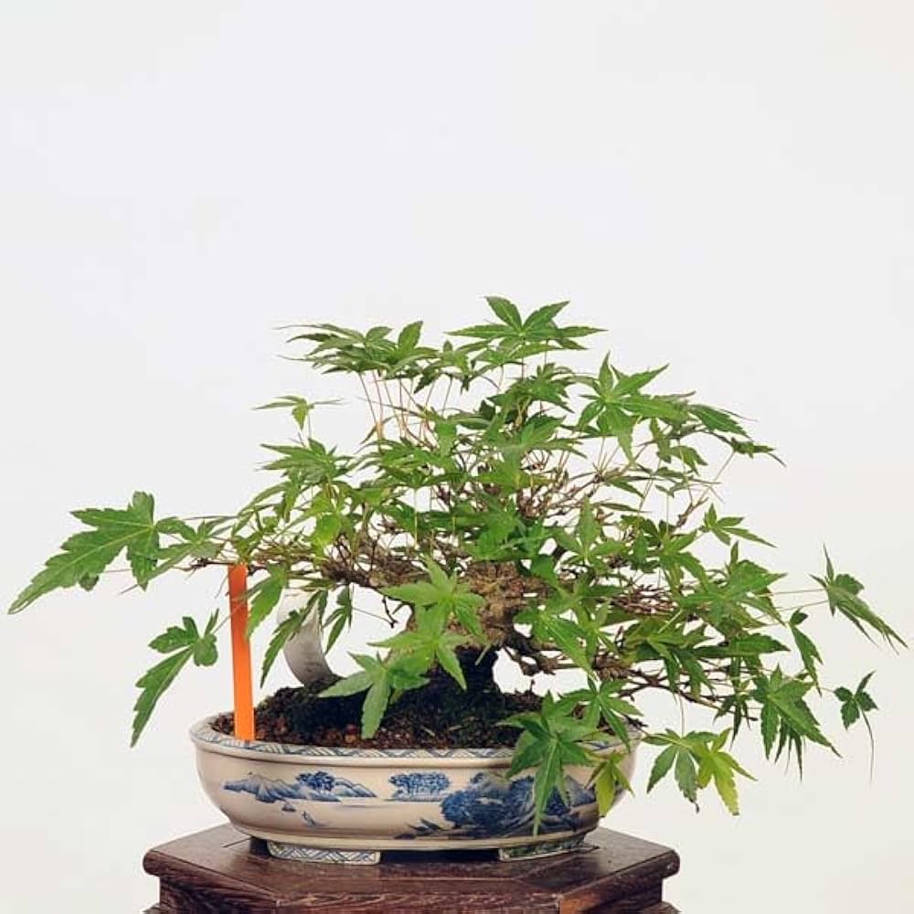 Amazon.co.jp: 遊恵盆栽 特選：山紅葉 現品*☆特典付き☆山もみじ