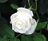 5 WHITE ROSE Rosa Bush Shrub Perennial Flower SeedsComb S/H