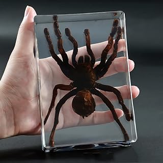 Resin Specimens, Insect Specimens, Spider Specimens, Used for Kindergarten Teaching and Collection(Size:14 * 9.5 * 3.4cm)