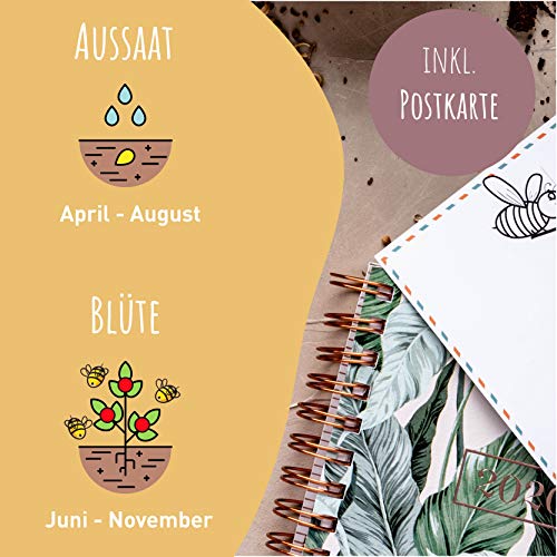 Blumensamen I 500g I 500m² Blumenwiese Samen mehrjährig und einjährig I Samen für Bienen Blumenmischung I… – Bild 4