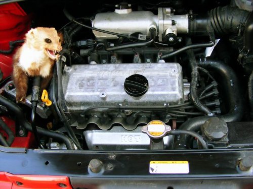 Kemo KFZ Ultraschall Marderscheuche M100N zur Verwendung im Kfz, in Häusern und auf Dachböden