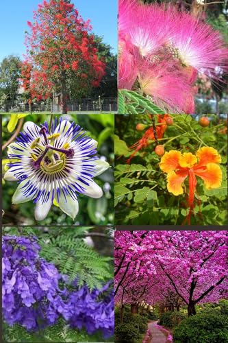 Lote 6 tipos de semillas de Arboles Floridos (Jacaranda, Ponciana, Arbol de Fuego, Arbol de Judas, Maracuyá, Acacia de Constantinopla)