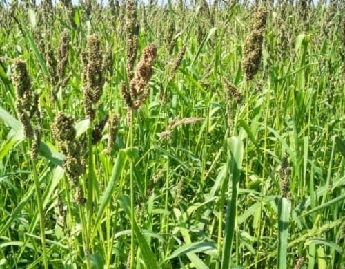 Browntop Millet Seed - Dixie Signalgrass Bird Wildlife Forage Seeds 1 Ounces