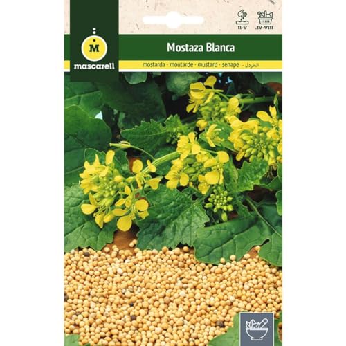 Mascarell Semillas, MOSTAZA BLANCA (SINAPIS ALBA), Semillas de Hierbas Aromáticas para Plantar, Crea tu Propio Huerto en Casa, 10 Gramos