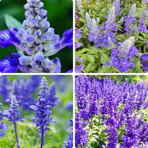 Blue Salvia Seeds 1500 Pcs Vibrant Blue Sage Flowers Heat & Drought Tolerant Long Blooming Pollinator Friendly for Bees & Butterflies Easy Growing for Garden Borders Beds & Containers