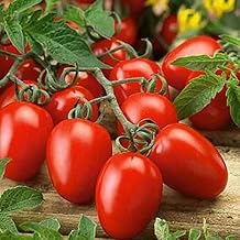200 Italian Roma VF Tomato Seeds Great for Canning Sauces - Non-GMO - Always Fresh Seeds! - Planting Seeds for Home Vegetable Garden