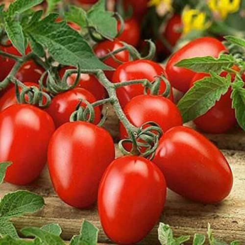 200 Italian Roma VF Tomato Seeds Great for Canning Sauces