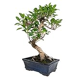 Situación: en zonas de clima mediterráneo, al exterior durante los meses de verano, en invierno proteger del frío. En zonas más frías, en invernadero todo el año. Origen: India, Java, China. Características: árbol tropical de hoja semicaducas. Muy apreciado por su gran resistencia y la emisión de raíces aéreas, que le confieren mucho carácter. Más info: Familia: Moraceae Sinónimos: F. nitida Thunb