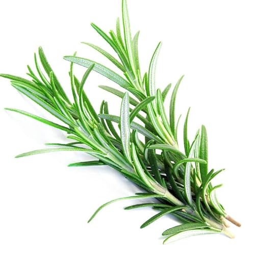 Semillas de Planta de Romero para Hacer Crecer en Casa Condimento Mediterráneo