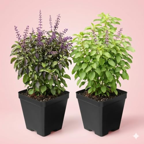 Image of Tulsi Ayurvedic Live Plant, Rama and Shyama Tulsi, Small Size pack Of 2 Combo, Garden And Pooja Plant, Varieties with Planting Pots, Small Size pack Of 2 Combo