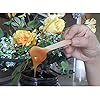 Gmark 1.5mm Extra-Thick Mini Wooden Spoons (4 Inch) - 100 Count Heavy Duty Birch Wood - Sturdy No-Snap Disposable Spoons for Gelato, Desserts & Charcuterie - Eco-Friendly & Compostable GM1042A
