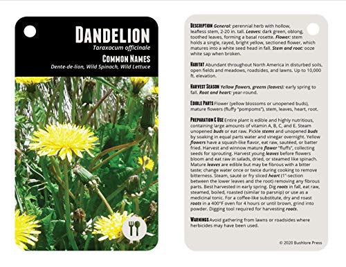 Bushlore Wild Edible Plants Cards - 19 Pocket Field Guide Emergency Survival Kit Disaster Camping Preparedness Card Edc Backpack Wallet Ultimate Tiny Waterproof Food Source Tool Find Identify Harvest #TOP3