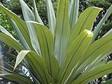 Azul Dracaena, Cordyline indivisa, 150 semillas (tropical de hoja perenne)