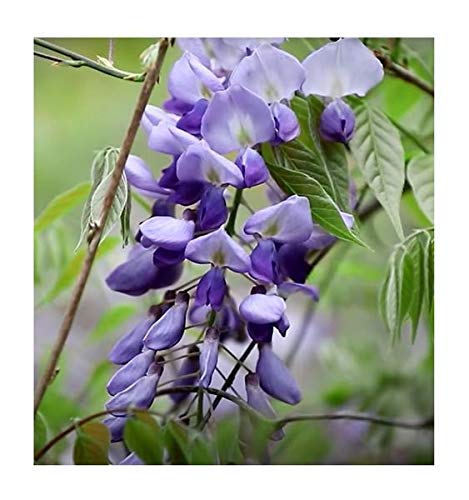 blauregen latein Chinesische Blauregen 'Prolific' - Wisteria sinensis Prolific