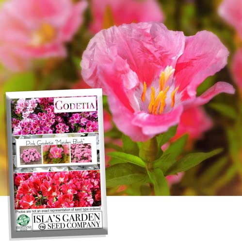 "Maiden Blush" Pink Godetia Flower Seeds For Planting, 1500+ Flower Seeds Per Packet, (Isla's Garden Seeds), Non Gmo & Heirloom Seeds, Scientific Name: Clarkia Amoena, Great Home Flower Garden Gift #TOP28