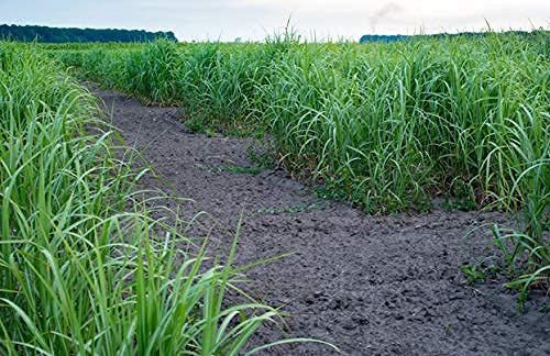 Switchgrass (1 Lb) #TOP2