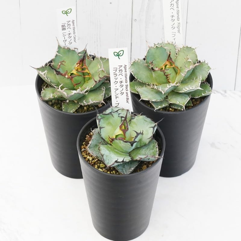 チタノタ3種セット】黒犀牛 黒鯨 姫厳竜 鉢ごとメルカリ便発送