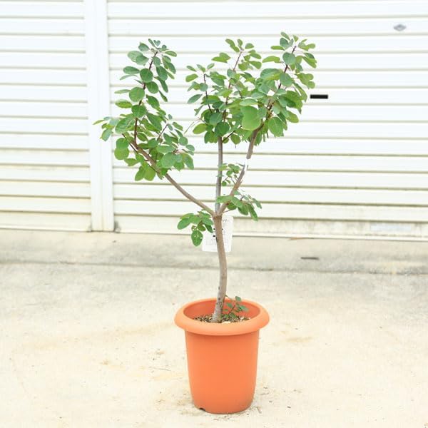 本田あつみ ドイリー器 ワイルドフラワーHonda Atsumi 陶器 本田あつみ ドイリー カップ ワイルドフラワーHonda Atsumi 陶器