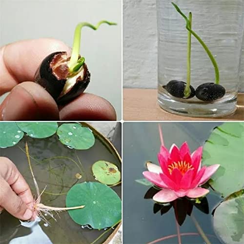 20+ Bowl Lotus Seeds (Water Lily Flower Seeds) For Planting #TOP1