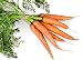 Danvers 126 Half Long Carrot 600 Seeds (Non-GMO) UPC 646263362259 + 2 Plant Markers