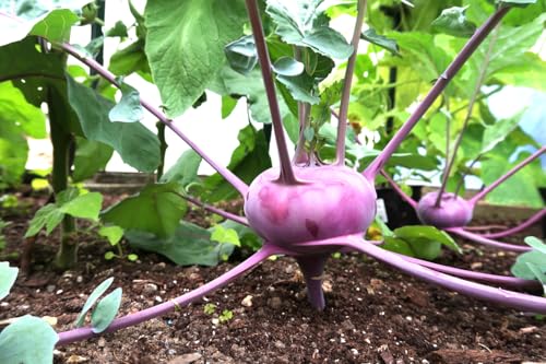 Purple Vienna Kohlrabi Seeds