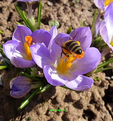 210 Blumenzwiebeln Mischung Krokus Winterling Scilla Augen und Bienenweide