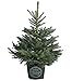 Produktbild Dehner Stech-Fichte, im Topf gewachsen, dichte Zweige, ca. 80-100 cm, 7.5 l Topf, Weihnachtsbaum