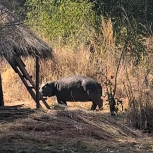 El joven Hipop&oacute;tamo. Parte segunda
